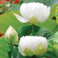 ราคา 7 เมล็ด เมล็ดบัว สีขาว บัวหลวง ดอกใหญ่ สายพันธุ์เมล็ดบัว ดอกบัว Lotus seeds. (10616819033)