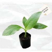 ราคา พันธุ์กล้วยนวลโบราณหายาก (27739253470)