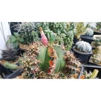 ราคา เมล็ดกระบองเพชร เมล็ดแคคตัส เมล็ดยิมโนด่าง Gymnocalycium mihanovichii f.variegata (3633044454)