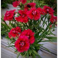 ราคา เมล็ดพันธุ์ดอกผีเสื้อ Dianthus Rainbow ดอกมีหลายสี ชุด200เมล็ด (40155264173)