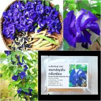 ราคา เมล็ดพันธุ์ ดอกอัญชัน สีม่วงกลีบซ้อน 4-5 ชั้น Purple Double Butterfly Pea Seed 25 เมล็ด คุณภาพดี ของแท้ 100% (29017004686)
