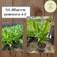 ราคา เฟิร์นฮาวาย #ไม้ประดับ ขนาดกระถาง 4-5 นิ้ว (10756416146)