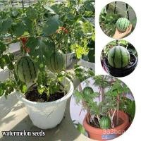 ราคา 10 ชิ้น เมล็ดแตงโม ต้นไม้ในกระถาง เมล็ดพืชแตงโม พืชสวนผลไม้ (44004389563)