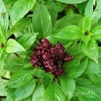 ราคา เมล็ด เมล็ดโหระพาใบใแตง่ของอิตาลี | เมล็ดโหระพา | T Qu ของ H | อินทรีย์ | 2023ฤดูกาล แตง (16693831799)