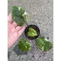 ราคา เสน่ห์จันทร์ประกายดาว ต้นเสน่ห์จันทร์ ประกายดาว homalomena เสน่ห์จะนทร์ปะกายดาว ด่างชมพู (14116649619)