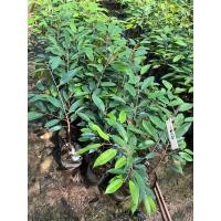 ราคา ทุเรียนชะนีไข่ เสียบยอด (ไม่รับเก็บเงินปลายทาง) *สั่งได้ครั้งละไม่เกิน2ต้น ถ่ายคลิปก่อนเปิดกล่อง (22553794616)