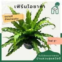 ราคา ต้นเฟิร์นโอซาก้า กระถาง 5-6 นิ้ว มาในกระถางพร้อมตั้ง (15089378544)