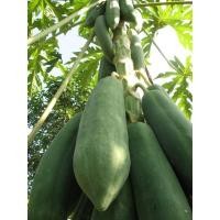 ราคา มะละกอดิบ 1 ลูก ประมาณ1โล สดสดจากบ้านสวน (4658491635)