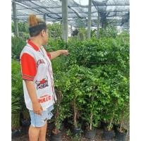 ราคา ต้นโมกไม้ประดับดอกหอมset 2 ต้น (40401834112)