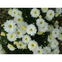 ราคา ต้นกล้าดอกเก็กฮวยสีขาว ต้นละ 19 บาท (23680860037)