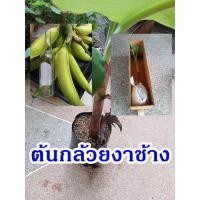 ราคา ต้นกล้วยงาช้าง ต้นกล้วย หน่อกล้วย (15719825788)