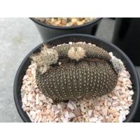 ราคา A33 เมล็ด Frailea castanea 50s 100B (13406044464)