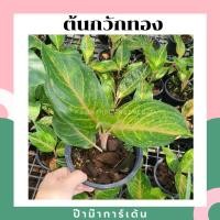 ราคา ต้นกวักทอง กระถาง 5-6 นิ้ว ต้นไม้มงคล อโกลนีมา (5687945404)