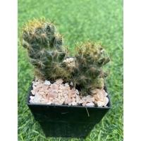 ราคา แคคตัส Cactus กระบองเพชร แมมเม็ดพริก ส่งทั้งกระถาง พร้อมปลูก (12553315577)