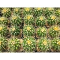 ราคา ถังทอง Golden barrel cactus ขนาด4-5 ซม. ต้นแคคตัส ต้นกระบองเพชร (กรุณาอ่านรายละเอียดก่อนทำการสั่งซื้อครับ) (15863585224)