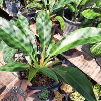 ราคา ต้นเศรษฐีรวยทรัพย์ ไม้มงคล (7879353663)