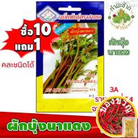 ราคา เมล็ดอวบอ้วน{{ส่งKerry}[ซื้อครบ 10ซอง แถม 1ซอง] 3A เมล็ดพันธุ์ ผักบุ้งนาแดง red convovulus water spinach ประมาณ 200 เมล็ (23124390801)