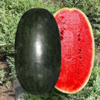 ราคา เมล็ดพันธุ์ แตงโมดำ บรรจุ 20เมล็ด Giant Black Beauty Watermelon Seeds Fruit Seeds แตงโมยักษ์ แตงโมเมญ่า เมล็ดแตงโม Plant (29380296152)