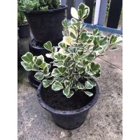 ราคา ไทรหัวใจด่าง ต้นไทรหัวใจด่าง/สาริกาด่าง (4849577733)