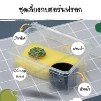 ราคา อุปกรณ์ชุดกล่องพร้อมเลี้ยงกบฮอร์นฟรอก สำหรับมือใหม่ (14275985859)