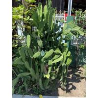 ราคา Opuntia ใบเสมา หูกระต่าย cactus กระบองเพชร อาหารเต่า ไม้อวบน้ำ (12752478220)