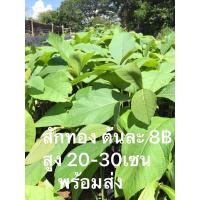 ราคา พันธุ์ไม้สักทอง ต้นละ 8 บาท แพ็ค 10 ต้น 80บาท (4336258846)