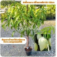 ราคา ต้นมะม่วงน้ำดอกไม้เบอร์4ทวาย กระทาง8“กิ่งทาบขนาด100-150cm ออกลูกตลอดทั้งปีรับประกันพันธุ์แท้ (27260379482)