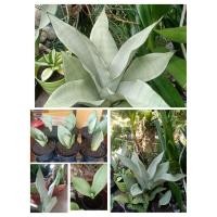 ราคา ลิ้นมังกร moonshine ขาว ในกระถาง4นิ้ว ไม้ฟอกอากาศ 1 ต้น เลือกต้นตามหมายเลขเลยจร้า (3240310465)