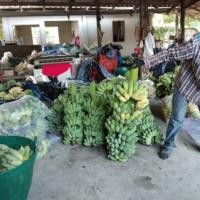 ราคา กล้วยน้ำว้านวลจันทร์ (1193951301)