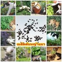 ราคา ขายส่ง เมล็ดต้นกัญชาแมว เมล็ดแคทนิป Catnip หญ้าแมว เมล็ดพันธุ์นำเข้า ตำแยแมว ของเล่นแมว กัญชาแมว บรรจุชุดละ 100 เมล็ด (1180526126)