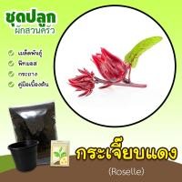 ราคา ชุดปลูกกระเจี๊ยบแดง | เมล็ดกระเจี๊ยบแดง (Roselle) (24528472805)