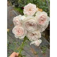 ราคา Herzogin Christiana rose ได้รับการรีวิวดีมากทั้งดอกหอมเลี้ยงง่ายพร้อมส่งต้นใหญ่มากกระถาง12นิ้วเกรดต้น2ปี #รากแน่นโตไว (20953183319)