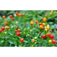 ราคา พริกตุ้มจิ๋ว พริกตุ้มประดับ พริกประดับ จัดส่งทั้งต้น (9029590613)