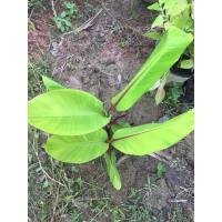 ราคา หน่อกล้วยม่วง กล้วยนาก หน่อละ 129 บาท Red banana กล้วยนาค กล้วยแดง สายพันธุ์ใหม่ โบราณ หายาก มีรสชาติคล้ายกล้วยหอม (43659213281)