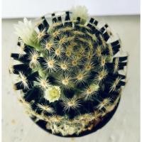 ราคา แมมขนนกเหลือง Mammillaria Schiedeana (11444445223)