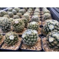 ราคา แมมขนนกเหลือง ดอกสีขาว Mammillaria schiedeana (14103465939)