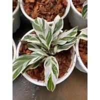 ราคา คล้าราชภัฏ หรือ คล้าด่างขาว White Fusion Peacock, Calathea Snow White (Calathea hybrid) (4145552807)