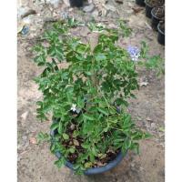 ราคา ต้นแก้วเจ้าจอม 4+6 ใบ ดอกสวยสีม่วง ไม้มงคล กระถาง 15 นิ้ว (26000953874)