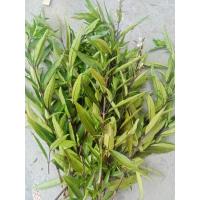 ราคา ใบกระดูกไก่ดำ ใบสดนำมาต้มกับน้ำดื่ม ดื่มเป็นยาแก้ไข้ ลดความร้อน 1 ขีด 99 บาท (24417271299)