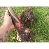 ราคา หน่อกล้วยตีบคำกล้วยโบราณหายาก (28663934392)