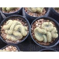 ราคา แมมนิ้วทองคริสตาต้า mammillaria elongata cristata ขนาด 3-4ซม.ต้นกระบองเพชร (กรุณาอ่านรายละเอียดก่อนทำการสั่งซื้อครับ) (19147306301)