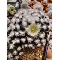 ราคา Mammillaria schiedeana v plumosa (14688258387)