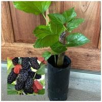 ราคา ต้นมัลเบอรี่ ชำกิ่ง ปลูกง่ายรสชาติหวาน￼อร่อย ต้นพันธุ์แข็งแรง (26253839267)