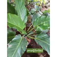 ราคา เศรษฐีมีทรัพย์ กระถาง10นิ้ว (27203478274)