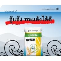 ราคา เมล็ดพันธุ์ข้าวโพด NK 6848 เมล็ดสีส้มสวย ทนทานโรค ขนาดบรรจุ 10 กิโลกรัม สู้แล้ง ผลผลิตสูง ฝักใหญ่ (ควรระวัง นิโกะ) (23736311730)