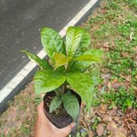 ราคา ต้นจิกเศรษฐี ไม้มงคล ความสูง 10-20ซม. ขั้นต่ำ3ต้นคละไม้ชนิดอื่นๆได้ครับ (16586134318)