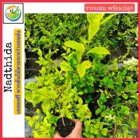 ราคา ต้นเทียนทองด่าง กล้าไม้พร้อมปลูก เทียนทอง Nadthida (40807959441)