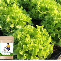 ราคา เมล็ดพันธุ์ผักกรีนโอ๊ค(green Oak) ผักสลัด เมล็ดพรีเมียม 100 เมล็ด (25327015085)