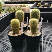 ราคา กระบองทอง กระบองเพชร แคคตัส Cactus (3289250475)