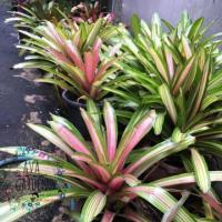 ราคา สับปะรดสี (Bromeliad) (1491539775)
